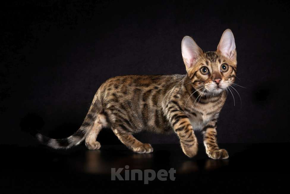 Кошки в Екатеринбурге: GRACE EKT"S  RICHARD - бенгальский кот в разведение! Мальчик, Бесплатно - фото 1