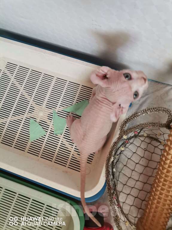 Кошки в Самаре: Котик эльф готов к самостоятельной жизни, ест сухой корм, лоток без проблем, содержание свободное.  Мальчик, 20 000 руб. - фото 6