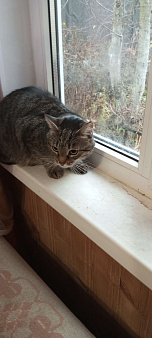 Кошечка Даша