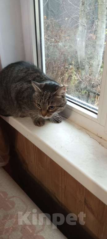 Кошки в Нижнем Новгороде: Кошечка Даша Девочка, Бесплатно - фото 1