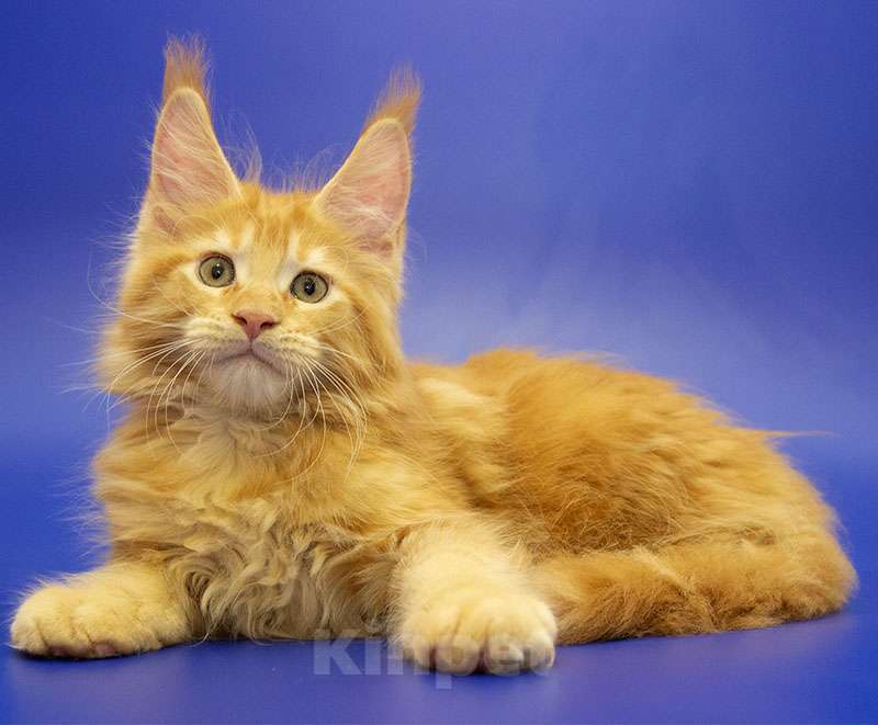 Кошки в Москве: Мейн-кун котенок Мальчик, Бесплатно - фото 3