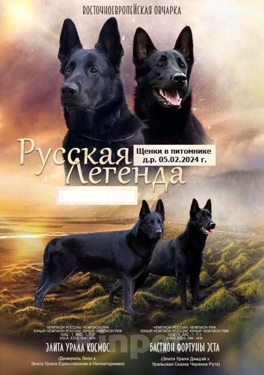 Собаки в Пушкино: Щенок-кобель ВЕО черного окраса Мальчик, 75 000 руб. - фото 1