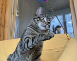 Кошки в Москве: Полосатый котик - юный мачо! Мальчик, Бесплатно - фото 3