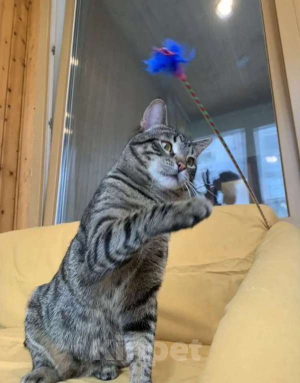 Кошки в Москве: Полосатый котик - юный мачо! Мальчик, Бесплатно - фото 3
