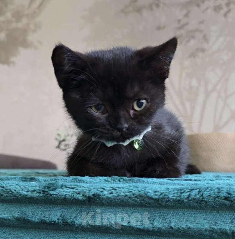 Кошки в Хабаровске: Девон-рекс мальчик Мальчик, 5 000 руб. - фото 3