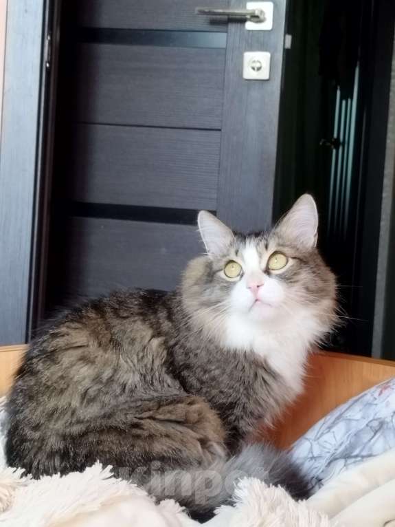 Кошки в Красноярске: ПОТЕРЯЛСЯ КОТ Мальчик, 10 000 руб. - фото 2