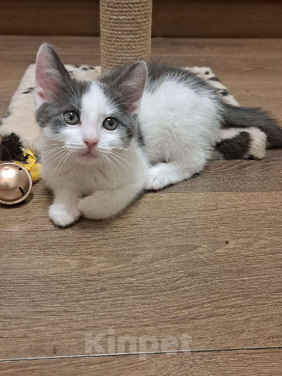 Кошки в Москве: Котенок в добрые руки Мальчик, Бесплатно - фото 2