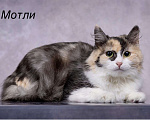 Кошки в Москве: Трехцветная кошка в добрые руки Девочка, Бесплатно - фото 6