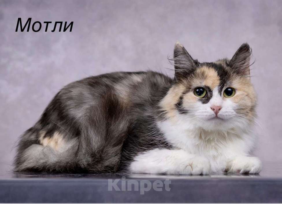 Кошки в Москве: Трехцветная кошка в добрые руки Девочка, Бесплатно - фото 6