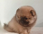 Собаки в Москве: Померанский шпиц,девочка Девочка, 25 000 руб. - фото 5