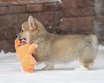 Собаки в Москве: Вельш корги пемброк Девочка, 60 000 руб. - фото 3