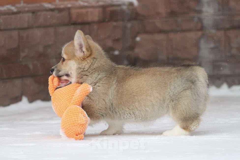 Собаки в Москве: Вельш корги пемброк Девочка, 60 000 руб. - фото 3