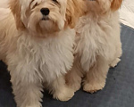Собаки в Москве: Мальчик мальтипу ф1 Мальчик, 40 000 руб. - фото 2