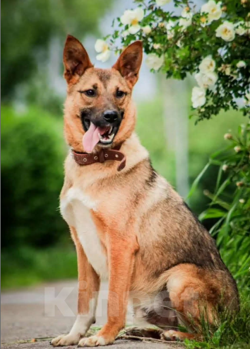 Собаки в других городах Московской области: Собака из приюта Мальчик, Бесплатно - фото 4