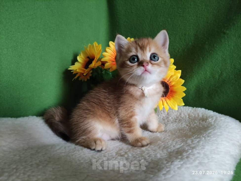 Кошки в Москве: Котик Kompot скоттиш страйт в золотом окрасе ny25 Мальчик, Бесплатно - фото 1