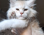 Кошки в Санкт-Петербурге: Кремовый котик мейн-кун  Мальчик, 70 000 руб. - фото 1