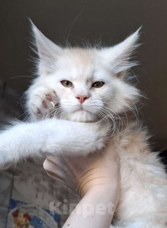 Кошки в Санкт-Петербурге: Кремовый котик мейн-кун  Мальчик, 70 000 руб. - фото 1