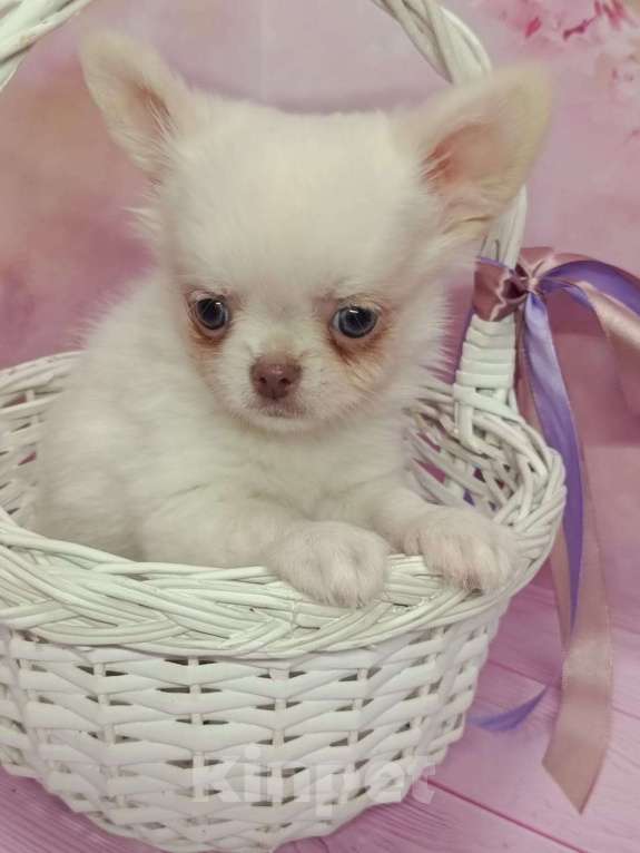 Собаки в других городах Московской области: Зефир Мальчик, 35 000 руб. - фото 3