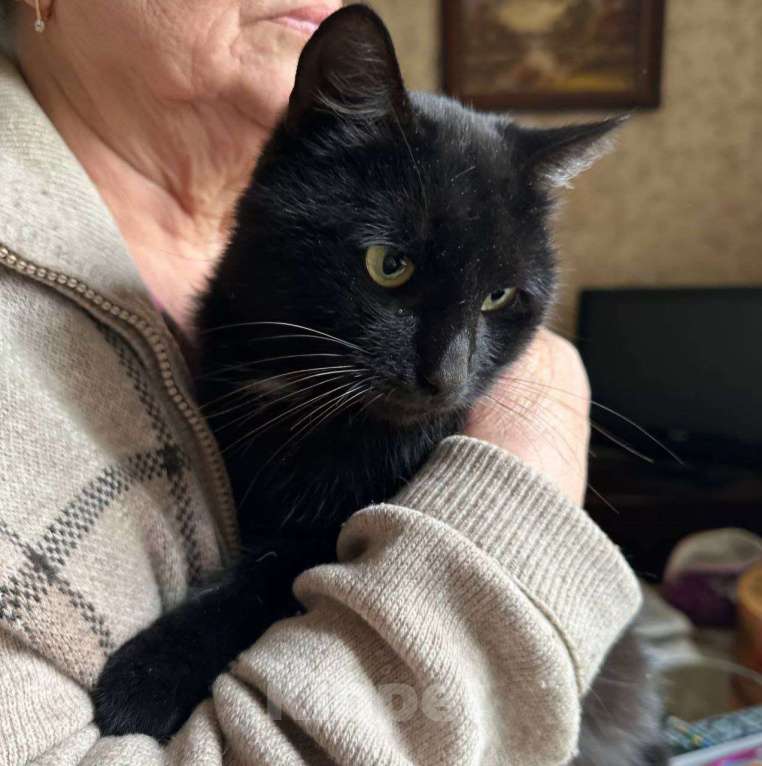 Кошки в Москве: Ласковый черный котик срочно ищет дом!  Мальчик, Бесплатно - фото 4