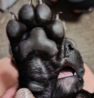 Питбультерьер девочка