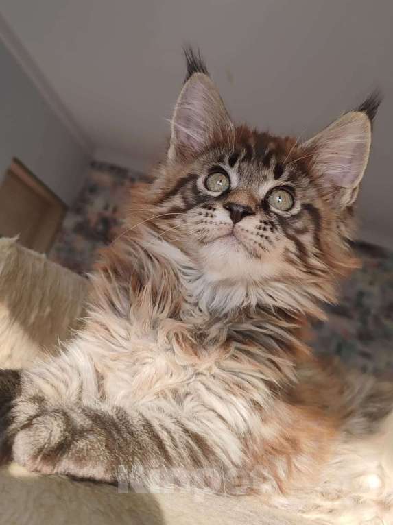 Кошки в Череповце: Чистопородный Мейн Кун Мальчик, 35 000 руб. - фото 4