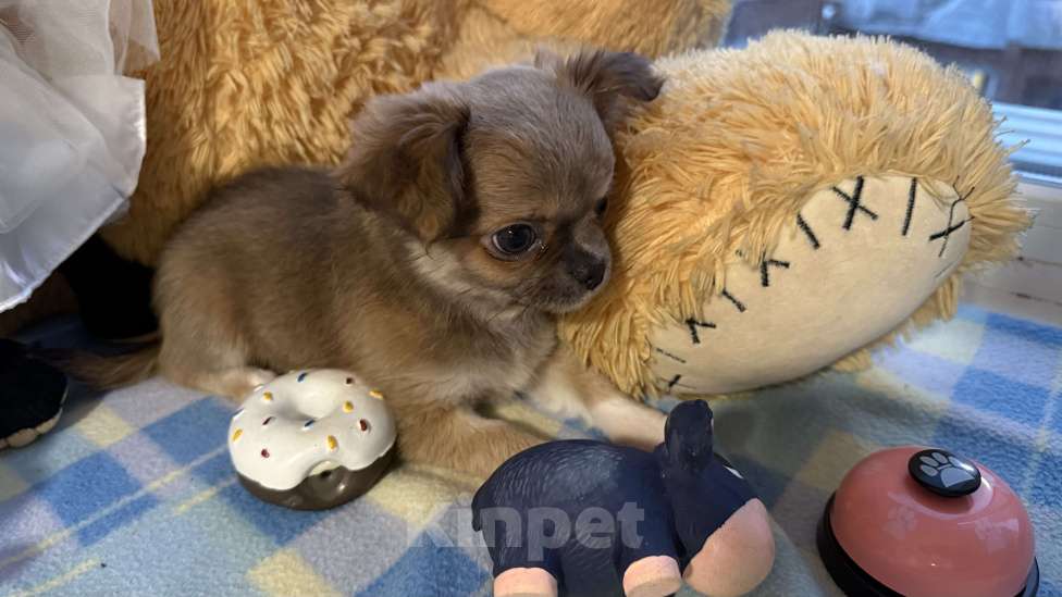 Собаки в Томске: Щенок чихуахуа девочка д/ш одна лапка белая Девочка, 35 000 руб. - фото 8