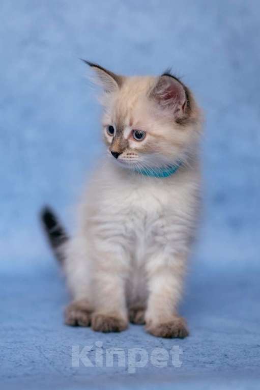 Кошки в Ступино: Продается котик Невская маскарадная  Мальчик, Бесплатно - фото 2