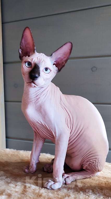 Кошки в Москве: Бильбо -канадский сфинкс  Мальчик, Бесплатно - фото 4