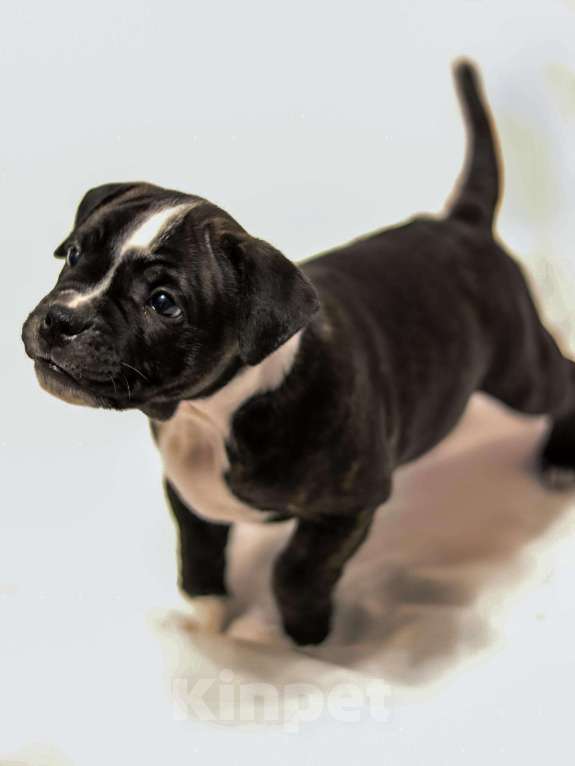 Собаки в Москве: Стафоширский бультерьер, СТАФФИ  Мальчик, 45 000 руб. - фото 2