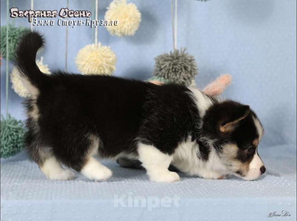 Собаки в Москве: Чакибусенок #6 очень серьезная малышка триколор Круэлла  Девочка, Бесплатно - фото 9