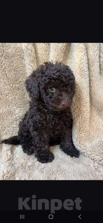 Собаки в Москве: Мистер Мальчик, 80 000 руб. - фото 1