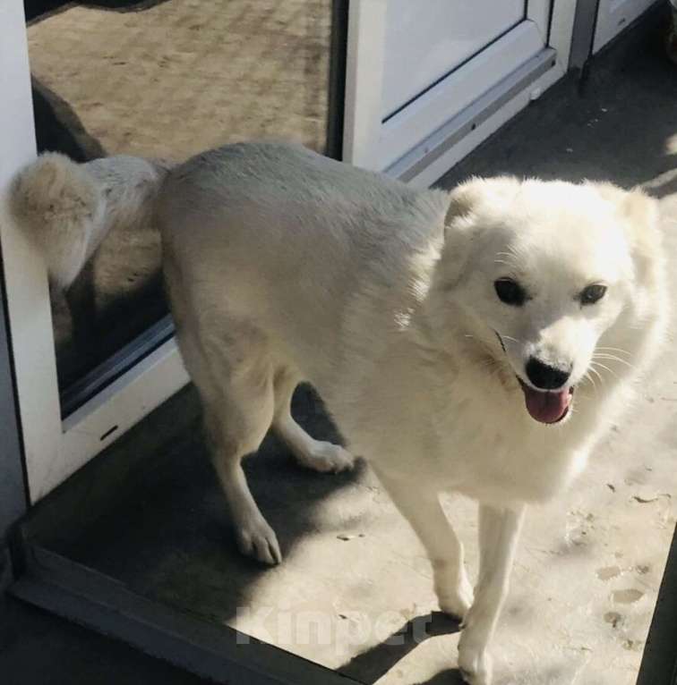 Собаки в Ростове-на-Дону: Бельчонок ищет дом и семью  Мальчик, Бесплатно - фото 3