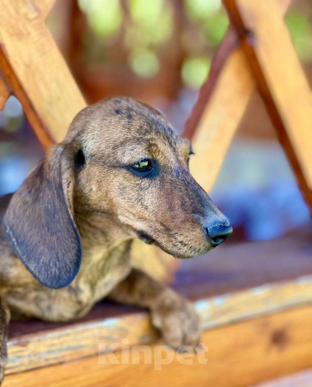 Собаки в Москве: Шикарная Тигровая кроличья девочка кролик  Девочка, 90 000 руб. - фото 6