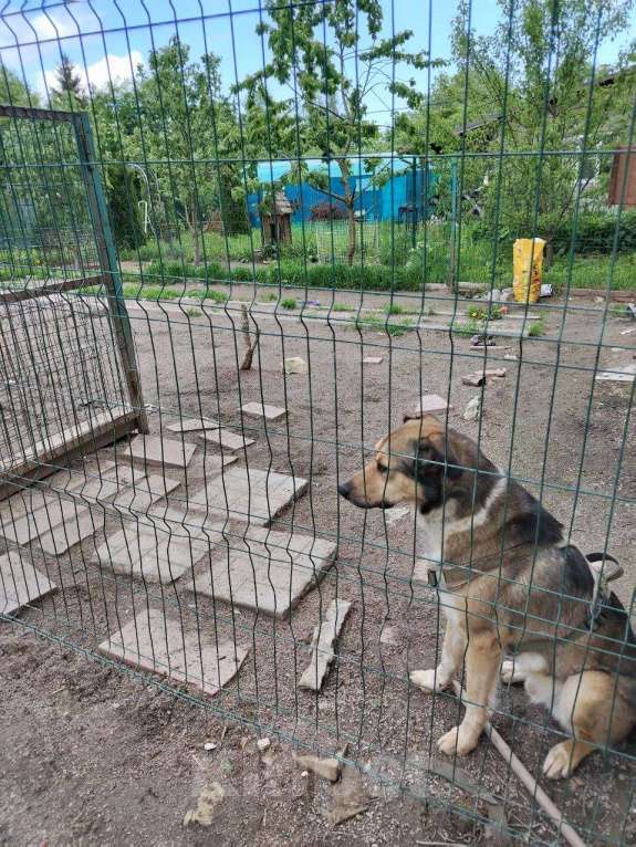 Собаки в Санкт-Петербурге: Домашний пёс-потеряшка ищет новую семью Мальчик, Бесплатно - фото 9