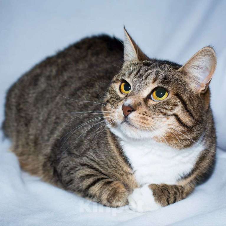 Кошки в Москве: Самая ласковая кошечка Девочка, Бесплатно - фото 2