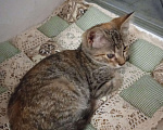 Кошки в Феодосии: Без имени  Девочка, Бесплатно - фото 5