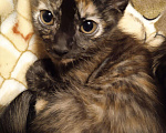 Кошки в Кудымкаре: Мейн кун, 500 руб. - фото 3