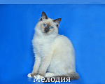 Кошки в Москве: Невский маскарадный котенок Мелодия Девочка, 20 000 руб. - фото 5