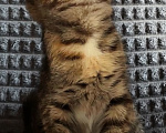 Кошки в Шатуре: Котенок в добрые руки Девочка, Бесплатно - фото 3