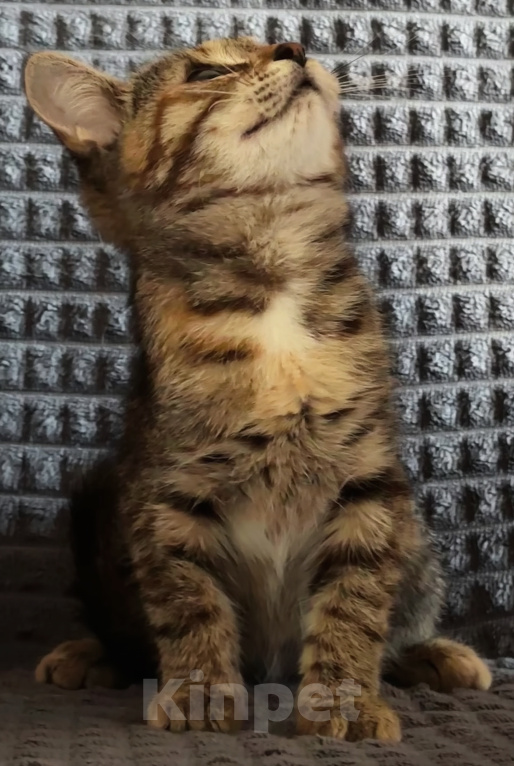 Кошки в Шатуре: Котенок в добрые руки Девочка, Бесплатно - фото 3