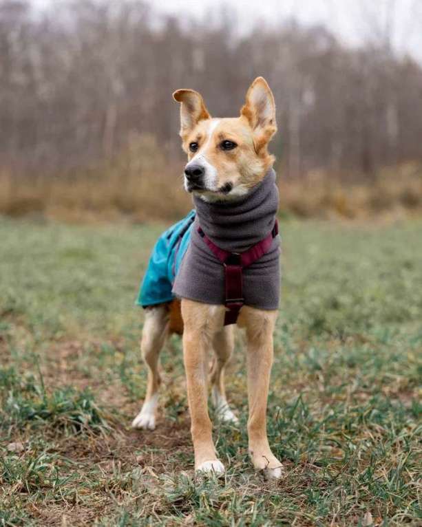 Собаки в Москве: Лили ищет дом! Девочка, Бесплатно - фото 5