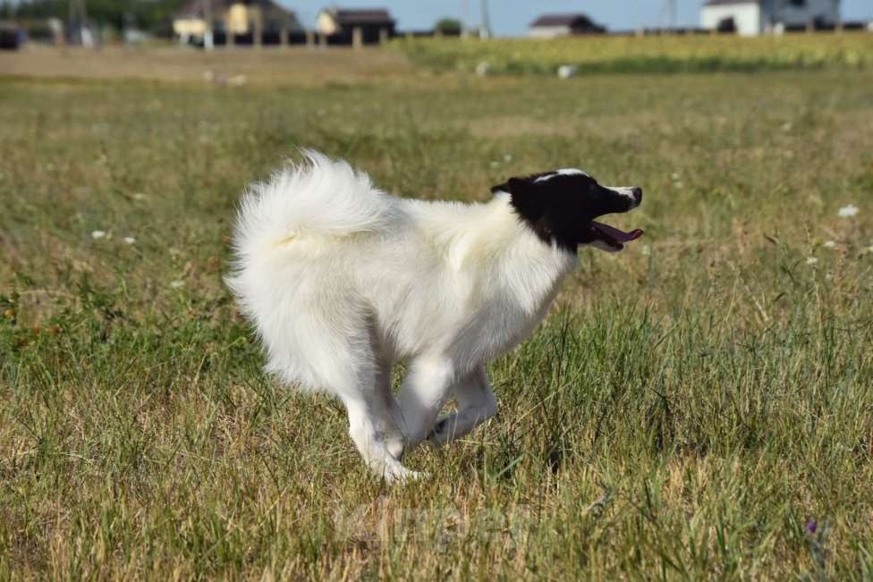 Собаки в Москве: Ненецкая оленегонная лайка. Кобель Центурион.  Мальчик, 60 000 руб. - фото 8