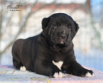 Собаки в Саратове: Черный щенок сао Мальчик, 50 000 руб. - фото 1