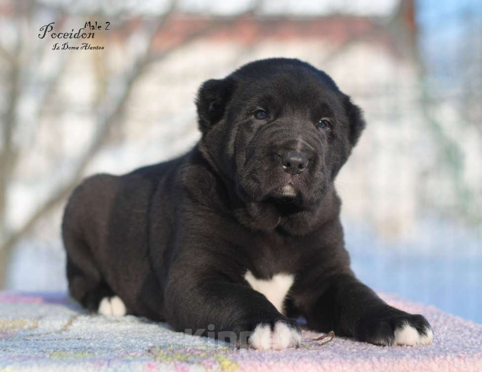 Собаки в Саратове: Черный щенок сао Мальчик, 50 000 руб. - фото 1