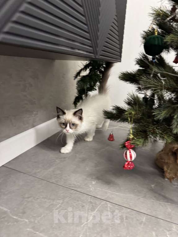 Кошки в Краснодаре: Рэгдолл котенок Девочка, 56 000 руб. - фото 1