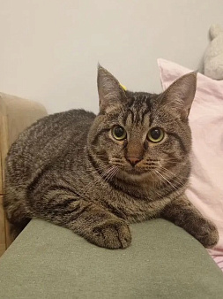 Котик Лунтик ищет дом