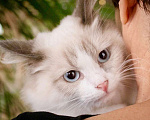 Кошки в Москве: Котенок Пиксель ищет свою семью и дом, в добрые руки Мальчик, Бесплатно - фото 4