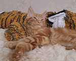 Кошки в Санкт-Петербурге: котенок мейн-кун# Мальчик, 45 000 руб. - фото 2