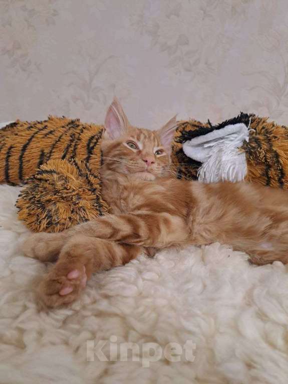 Кошки в Санкт-Петербурге: котенок мейн-кун# Мальчик, 45 000 руб. - фото 2