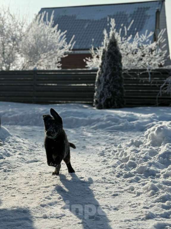 Собаки в Великом Новгороде: Щенки (Немецкая овчарка) Девочка, 40 000 руб. - фото 5
